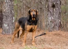 Bloodhound