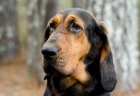 Bloodhound