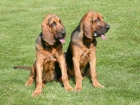 Bloodhound
