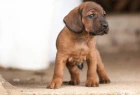 Bloodhound