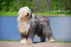 Bobtail