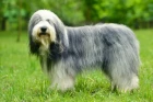 Bobtail