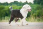 Bobtail