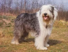 Bobtail
