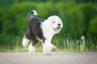 Bobtail