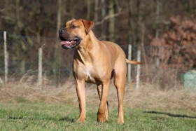 Boerboel