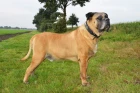 Boerboel