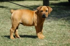 Boerboel