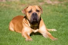 Boerboel
