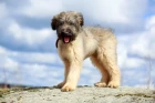 Briard
