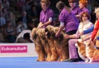 Briard