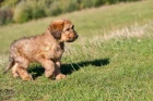 Briard