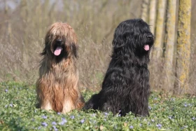 Briard