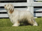 Briard