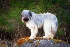 Briard