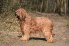 Briard