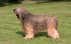 Briard