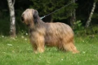Briard