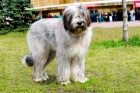 Briard