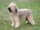 Briard