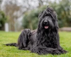 Briard