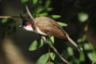 Bulbul červenouchý