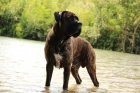 Cane Corso