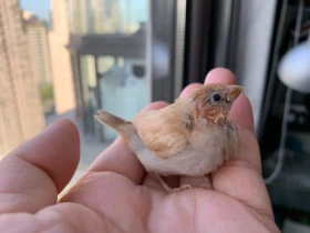 Chůvička japonská