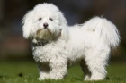 Coton de Tuléar