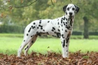 Dalmatin, foto: Shutterstock