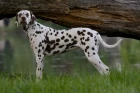 Dalmatin, foto: Shutterstock