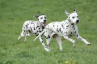 Dalmatini, foto: Shutterstock