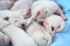 Štěňata dalmatinů se rodí bílá. Foto: Shutterstock