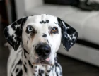 Heterochromie (nestejné zbarvení očí) je u dalmatina považována za vadu. Foto: Shutterstock