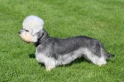 Dandie Dinmont teriér