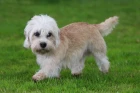 Dandie Dinmont teriér