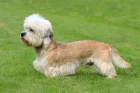 Dandie Dinmont teriér