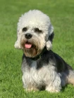 Dandie Dinmont teriér