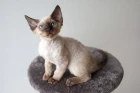 Devon Rex