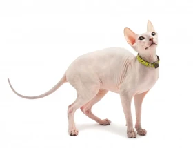 Donský sphynx