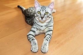 Egyptská Mau