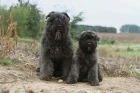 Flanderský bouvier