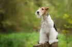 Foxteriér drsnosrstý