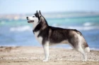Sibiřský husky