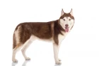 Sibiřský husky
