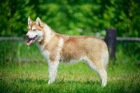 Sibiřský husky