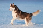 Sibiřský husky