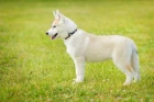 Sibiřský husky