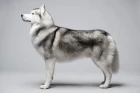 Sibiřský husky