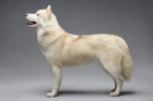 Sibiřský husky